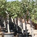 Ficus - Ficus carica
