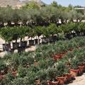 Mediterrane planten