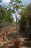 Ficus carica - Higuera