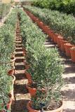 Olea europaea - Olivo arbusto