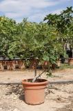 Ficus carica - Higuera pequeña